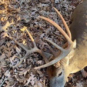 Meet your Posher, Maxwell